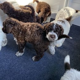 Lagotto Romagnolo Puppies from Agapē Lagotto Romagnolo