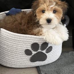 Bernedoodle, Cavapoo, Havanese, and Havapoo Puppies from Lady Paws Puppies - Cassie