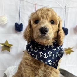 Benny - Cream male Poodle puppy in Detroit Lakes, Minnesota from Pickerel Pups