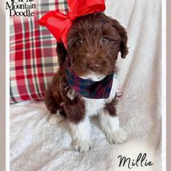 Mira - Chocolate female Double Doodle puppy in Eagle Mountain, Utah from Lake Mountain Doodle
