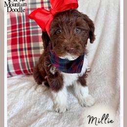 Mira - Chocolate female Double Doodle puppy in Eagle Mountain, Utah from Lake Mountain Doodle