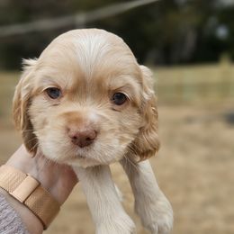 Cocker Spaniel Puppies from Susanna's Cockers