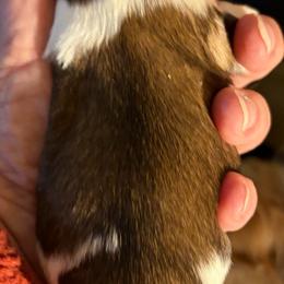 Boy 2 - Gold and white male Shih Tzu puppy in Massachusetts from All That