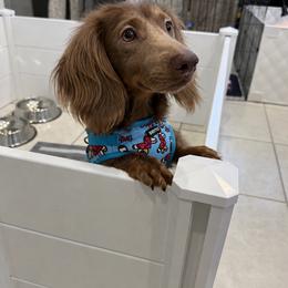 Milo - Dachshund