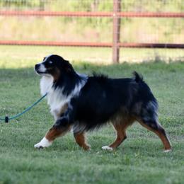 Whisky - Blue merle male Miniature Australian Shepherd puppy in Wichita Falls, Texas from Shooting Stars Ranch Toy and Mini Aussies
