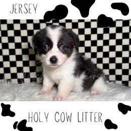 Jersey - Black and white female American Corgi puppy in Greenwood, Indiana from Witch Creek Corgis