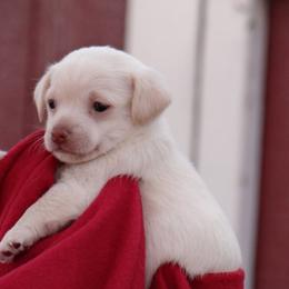 Morkies from PSD Pups