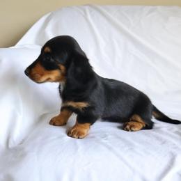 Joy - Black and tan female Dachshund puppy in Fredericksburg, Ohio from William's Dachshunds