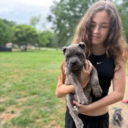 Orange collar - Gray brindle female Cane Corso puppy in Opelousas, Louisiana from Azelees Cane Corso
