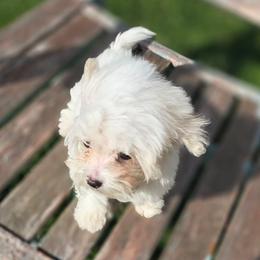 Beni - Parti male Maltipoo puppy in Lebanon, Kentucky from Mosaic Merle Doodles