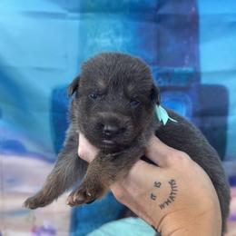 Squidward - Blue male German Shepherd puppy in Magnolia, Texas from K & Q Shepherds