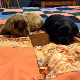 Winnie - Black tri female Miniature Australian Shepherd puppy in Ellendale, North Dakota from Ark Acres Kennels