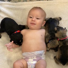 Miniature Schnauzer Puppies from Black Gold Miniature Schnauzers