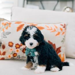 April - Tri-color female Bernedoodle puppy in Murray, Utah from Sun Valley Doodles