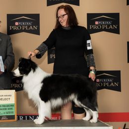 Border Collies from Diana Smith's Border Collies