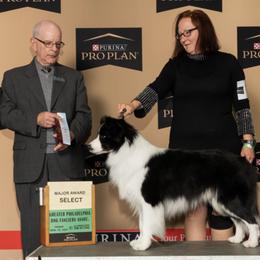 Border Collies from Diana Smith's Border Collies