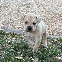 Rudolph - Fawn male Cane Corso puppy in Utah from 3Lake Kennelz