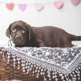 Labrador Retriever Puppies from Lorlyn Labradors