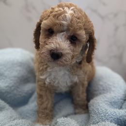 Tucker - Red  male Goldendoodle puppy in Kansas City, Kansas from Bella & Ivy’s Mini Goldendoodles of KC