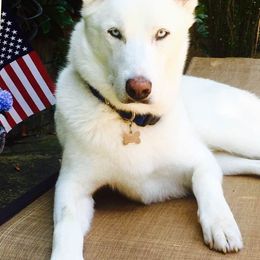 Siberian Husky All Grown Up from Majestic Siberian Huskies