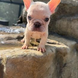 Jasper - Cream male French Bulldog puppy in Saucier, Mississippi from Mississippi Sound Frenchies