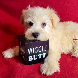 Companion Cross, Miniature Schnauzer, and Yorkshire Terrier Puppies from Puppy Sugars Kennels