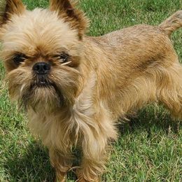 Albus - Brussels Griffon