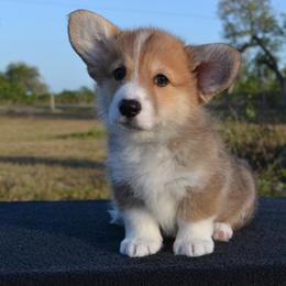 Charm - Red male Pembroke Welsh Corgi puppy in Edna, Texas from MG Corgis