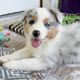 Crew - Blue merle male Australian Shepherd puppy in Kearney, Nebraska from Helix Aussies
