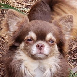 Chico - Chihuahua