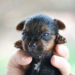 Lincoln - Parti male Yorkshire Terrier puppy in Riverview, Texas from Luna's Treasures