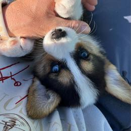 Will - Black and tan male Pembroke Welsh Corgi puppy in Rolla, Missouri from Chapman Corgis