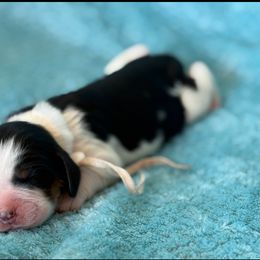 White - Black and white female English Springer Spaniel puppy in Grandview, Texas from Lollipop Paws