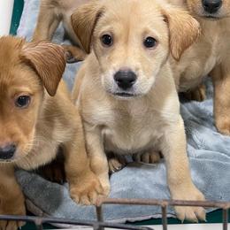 Pink collar - Yellow female Labrador Retriever puppy in Gober, Texas from Trigger Time Kennels