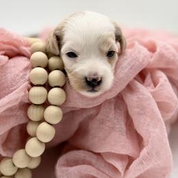 Pink collared female - White female Havapoo puppy in Marshallville, Ohio from Grassy Meadow Pups