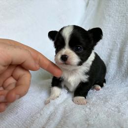 Puppy 3 - Black and white female Chihuahua puppy in Springfield, Missouri from Casadelopez Tails