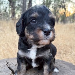 Joe - Black and tan male Cavapoo puppy in Redding, California from O’Hara  Doodles