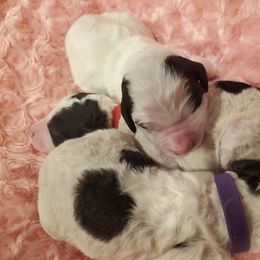 Goldendoodle Puppies from So Fetch Doodles