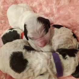 Goldendoodle Puppies from So Fetch Doodles