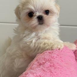 Tofu - White male Maltese puppy in Newport Beach, California from Exotic City Pomeranians and chihuahuas