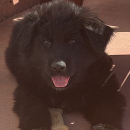 Boy 2 - Black German Shepherd puppy in Quincy, Washington from Sir Puente German Shepherds