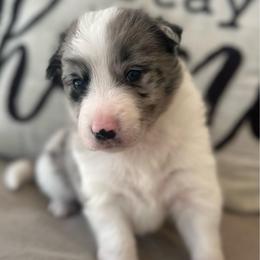 Cal - Atypical merle male Border Collie puppy in Jonesboro, Arkansas from Hampton Border Collies