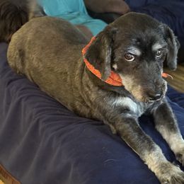 Sheva - Black and white female Havanese puppy in The Villages, Florida from Happy Tail Companions
