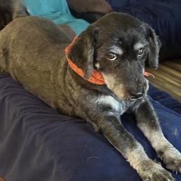 Sheva - Black and white female Havanese puppy in The Villages, Florida from Happy Tail Companions