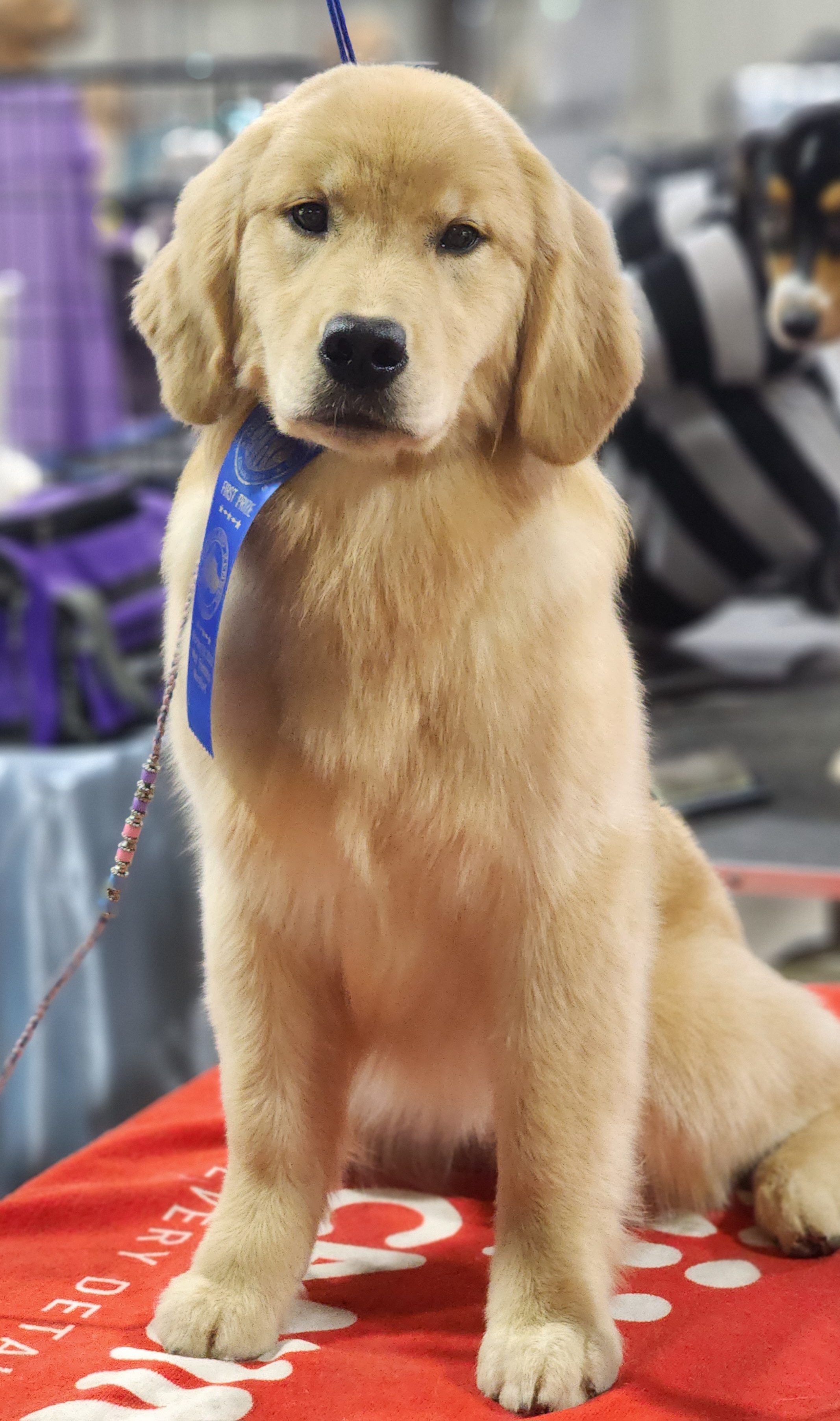 Golden Retriever and Samoyed Puppies from Snowshoe Samoyeds & Impact Golden Retrievers