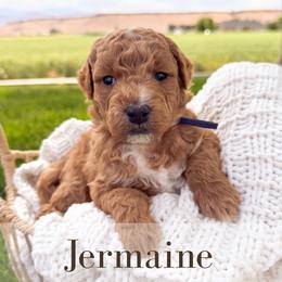 Jermaine - Red  male Goldendoodle puppy in Melba, Idaho from KZ Doodles