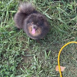 Sapphire - Blue and tan female Pomeranian puppy in Ector, Texas from BB Pomeranians