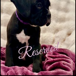 Jet - Brindle male Boxer puppy in Seaside, Oregon from Vincent's Pride Boxers