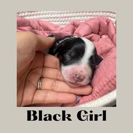 Black Girl- Frieda - Black and white Aussiedoodle puppy in Columbus, Ohio from FamilyOodles