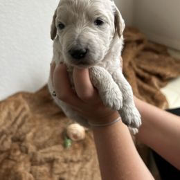 Goldendoodle Puppies from Denim & Doodles